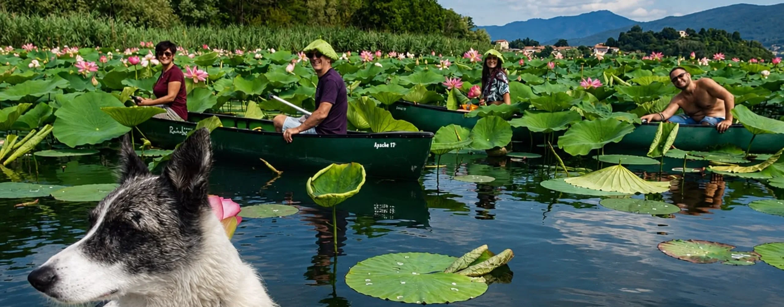 Canadian Canoe & Lotus Flowers | Isolino Virginia, Lake Varese