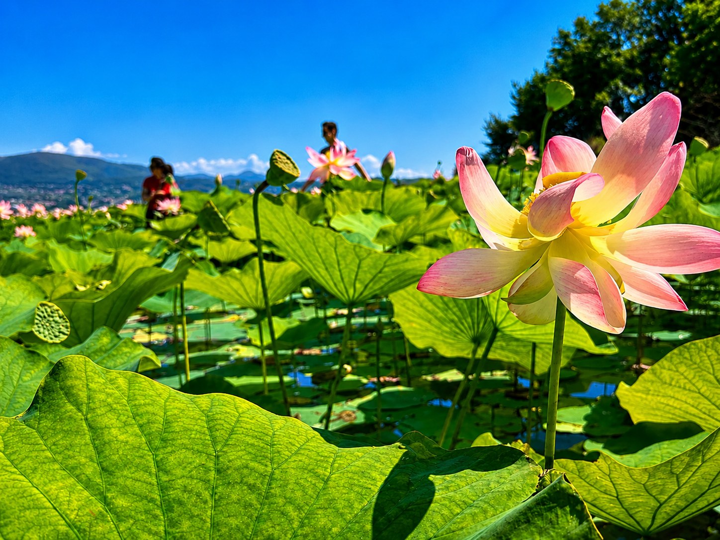 Canadian Canoe & Lotus Flowers | Isolino Virginia, Lake Varese