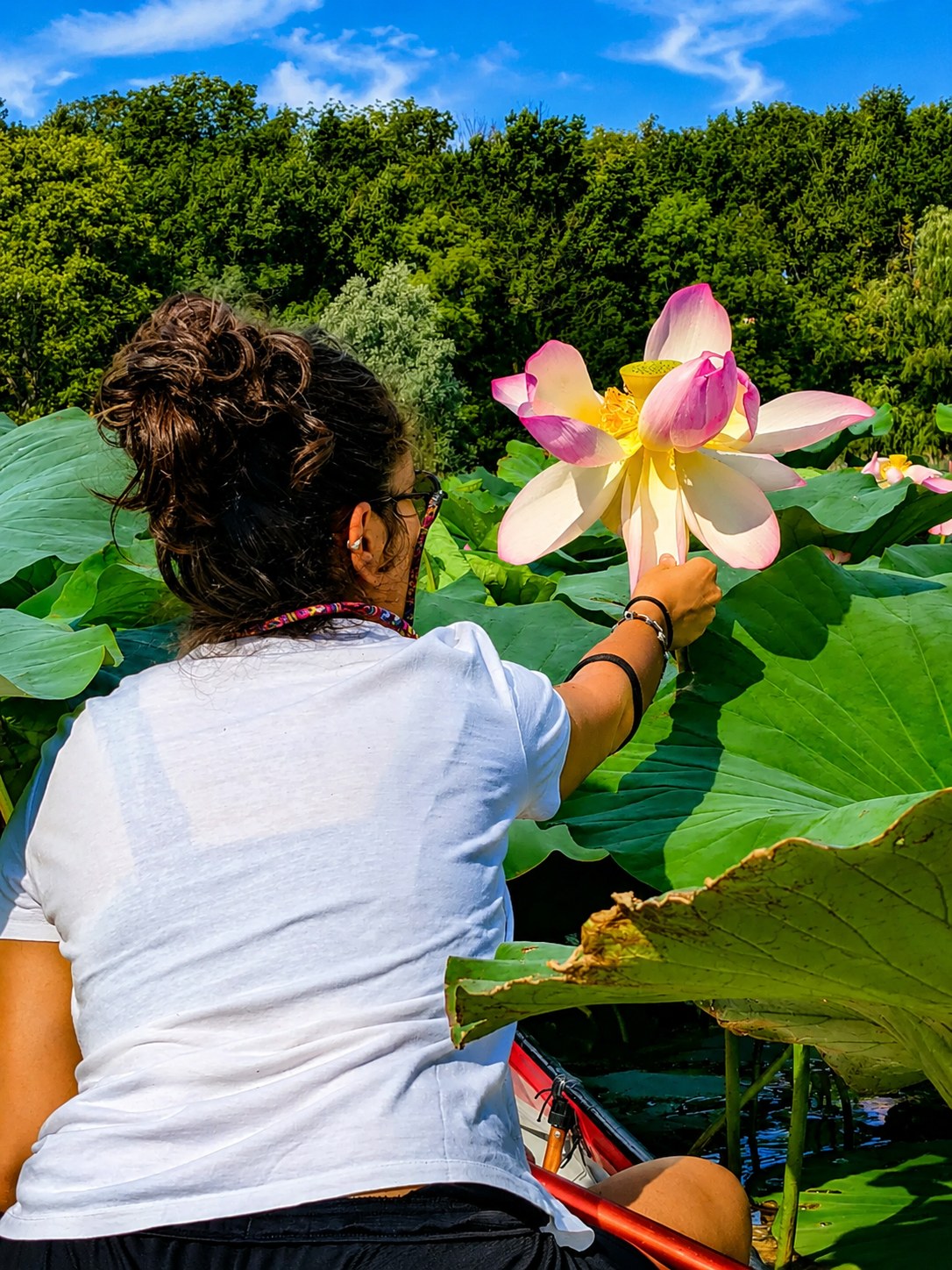 Canadian Canoe & Lotus Flowers | Isolino Virginia, Lake Varese